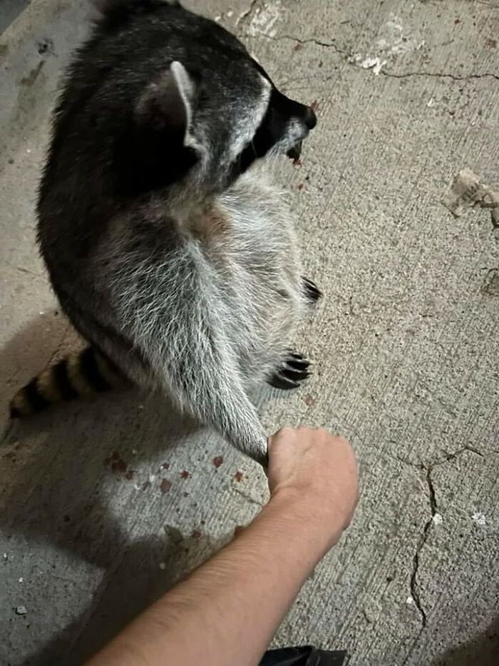 Raccoon holding a human hand on a concrete surface, showcasing unexpectedly beautiful bonds between humans and animals.
