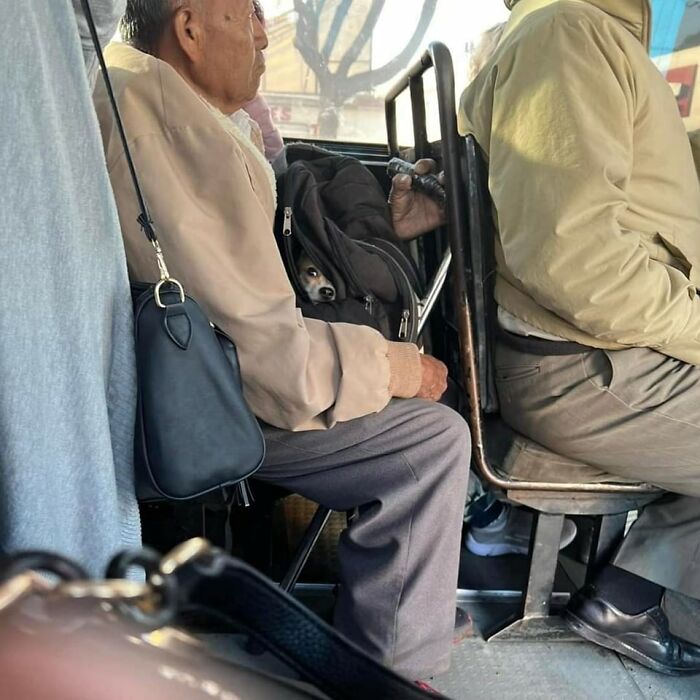 Elderly man carrying a small dog in a bag while sitting on public transport, showcasing unexpected beautiful bonds.