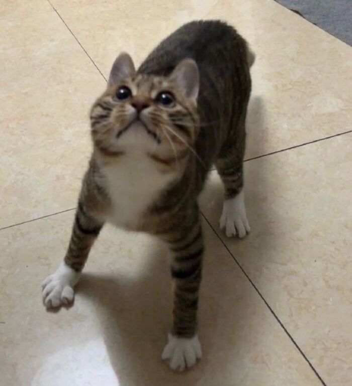 Tabby cat with white paws looking up, showcasing serious swag on a tiled floor for Instagram page photos.
