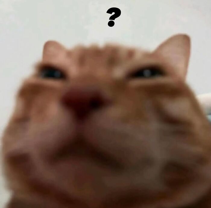 Close-up of a cat with a confused expression and a question mark above its head, showcasing cats with serious swag.