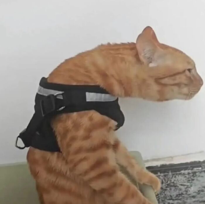 Orange tabby cat wearing a black harness, showing serious swag with a unique stretched neck pose indoors.