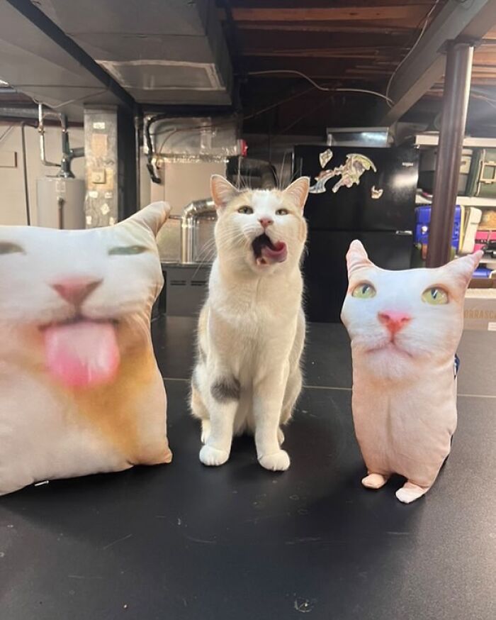 A cat with serious swag sitting between two pillows printed with cat faces, one sticking out its tongue.