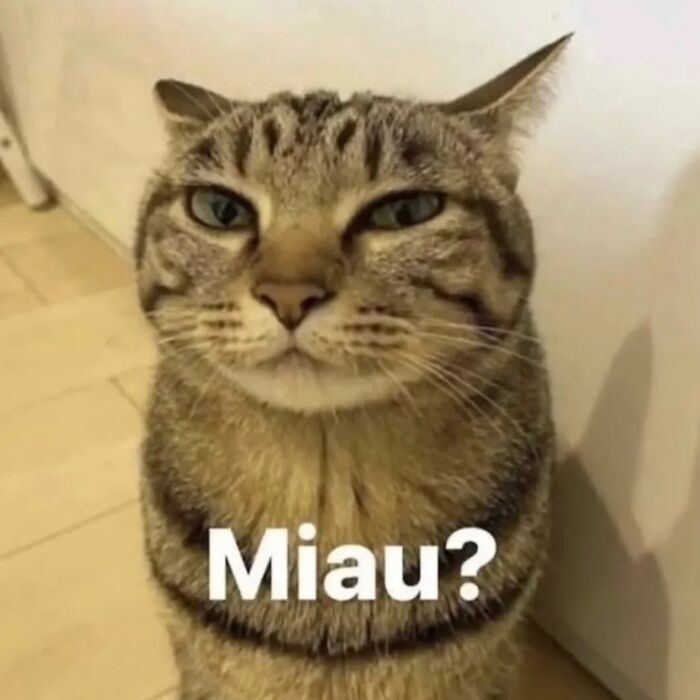 Close-up of a cat with serious swag expression, sitting indoors with text Miau, featured on a stylish cat Instagram page.