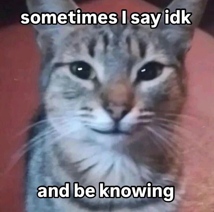 Close-up of a serious-looking cat with a confident expression, showcasing cats with serious swag.