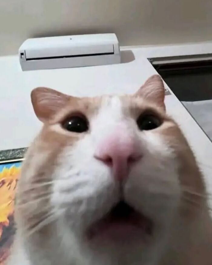Close-up of a cat with serious swag making a surprised expression indoors near an air conditioner.