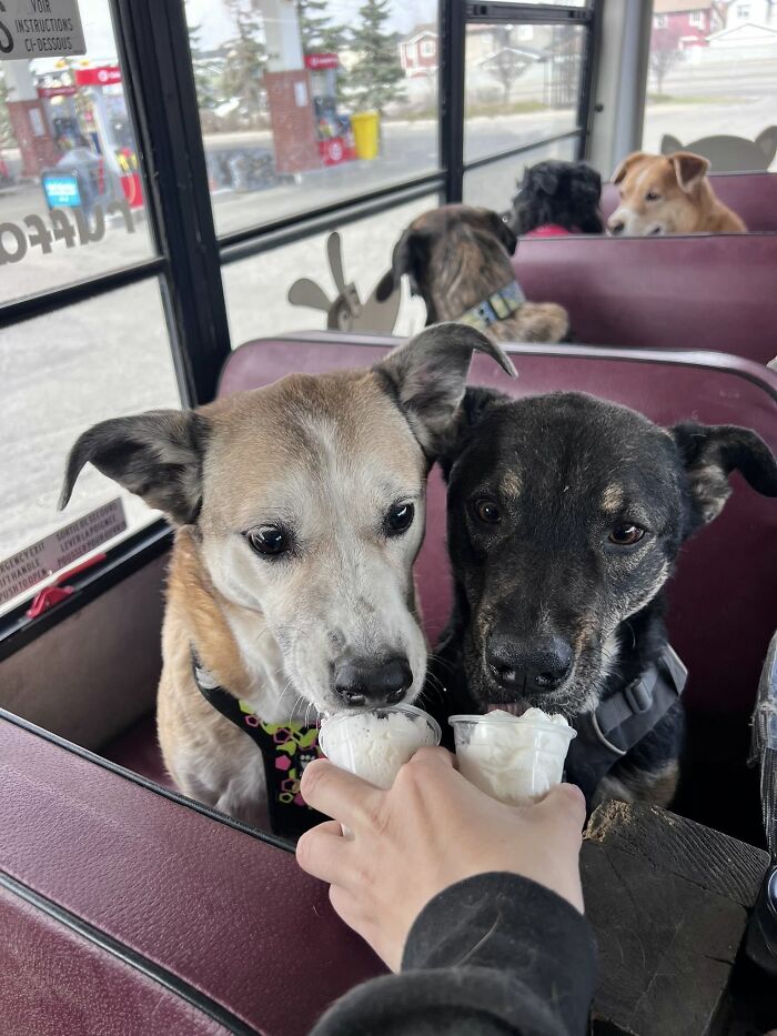 Two dogs enjoying treats inside a dog daycare on a real school bus during their daily adventures.