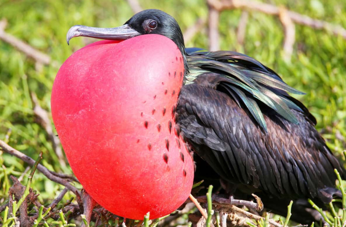 Frigatebird with inflated red throat pouch perched on a tree branch, showcasing unique animal species in sleep science.