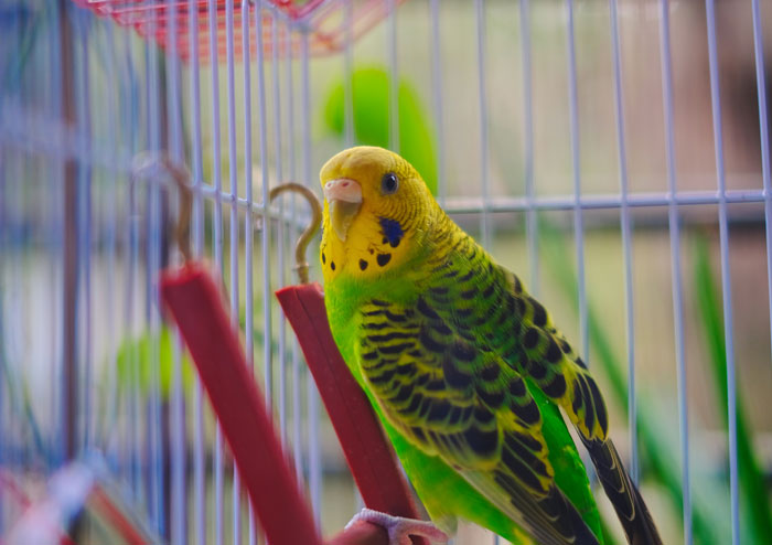 Green and yellow parakeet inside a cage, illustrating pet care in vet stories about unexpected expenses.