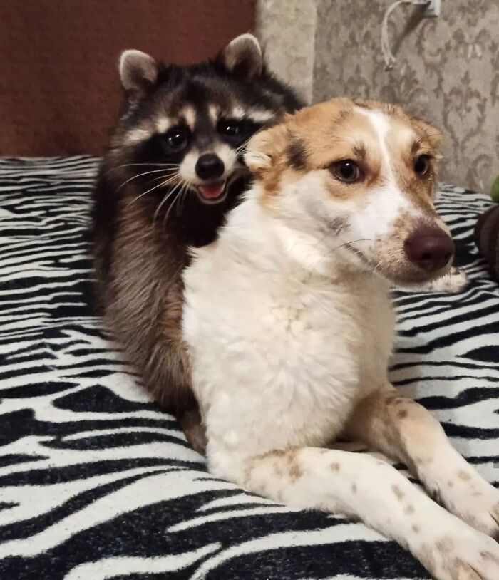 Raccoon and dog resting together on a zebra-striped blanket showcasing unexpected cross-species friendships.