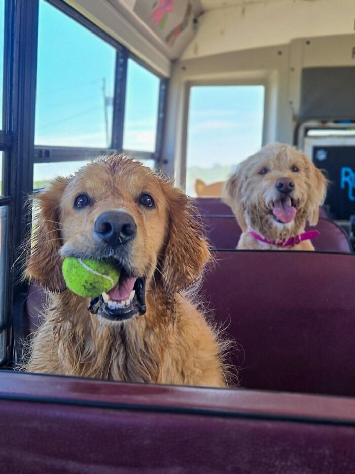 Two happy dogs riding a real school bus for dog daycare, one holding a green tennis ball in its mouth.