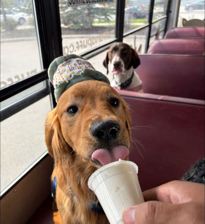 Golden retriever pup licking treat inside a real school bus at a dog daycare that picks up dogs for adventures.