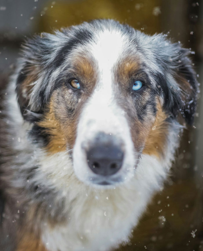 33 Funny But Painful Vet Visits Where The Owners Had To Pay For Something Silly