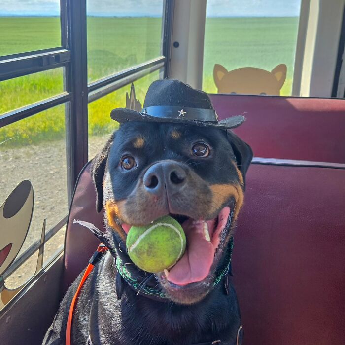 Rottweiler wearing a small black hat holding a tennis ball, riding inside a dog daycare school bus with scenic views.
