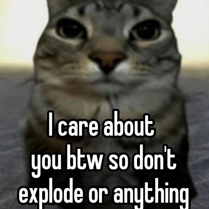 Close-up of a tabby cat with text overlay in a meme style, featuring cat memes from Cutecats.exe.