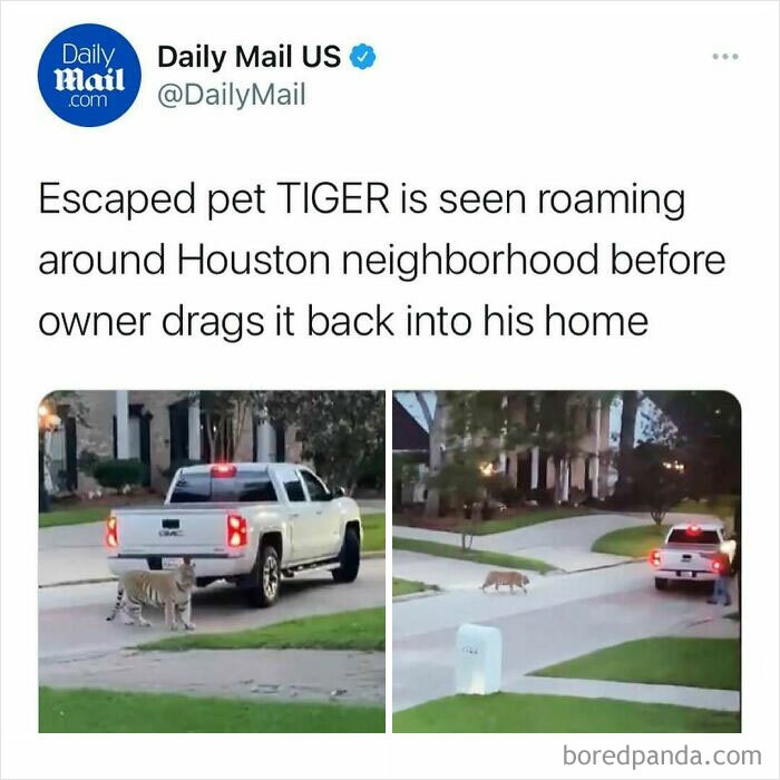 Tweet from Daily Mail US showing an escaped pet tiger roaming Houston neighborhood, illustrating unhinged news headlines in America.
