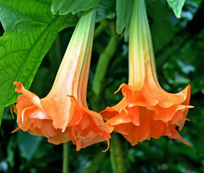 Close-up of trumpet-shaped orange flowers representing horrifying plants Epstein grew and possibly used on victims. Close-up of trumpet-shaped orange flowers representing horrifying plants Epstein grew and possibly used on victims.