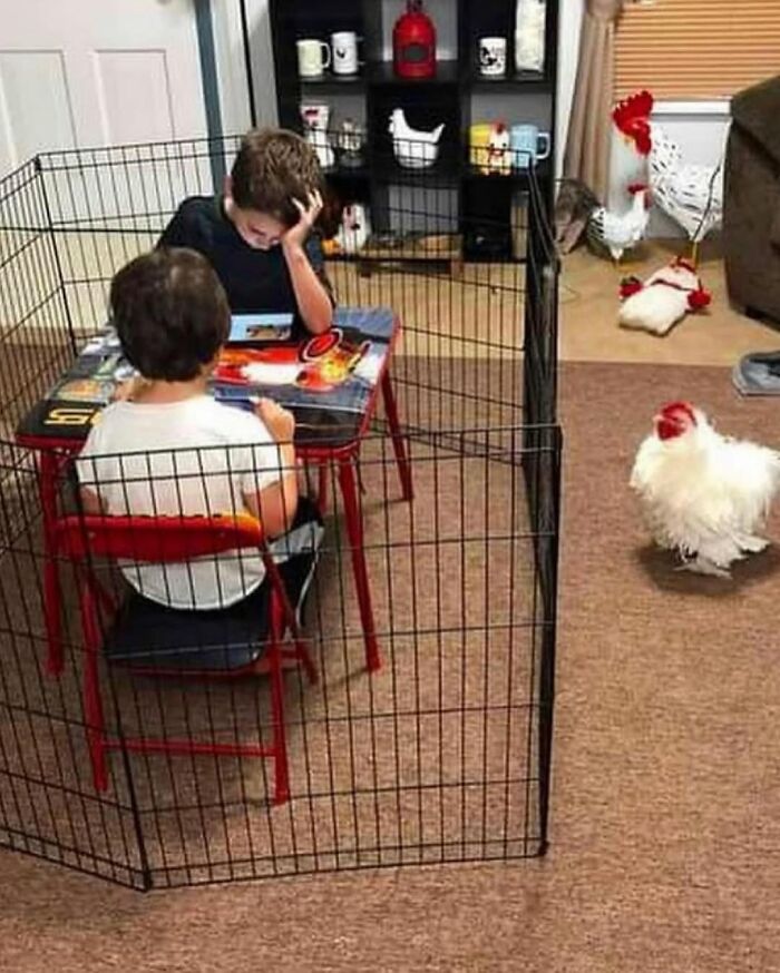 Two kids playing inside a fenced area while two chickens are outside, creating a weirdly hilarious scene.