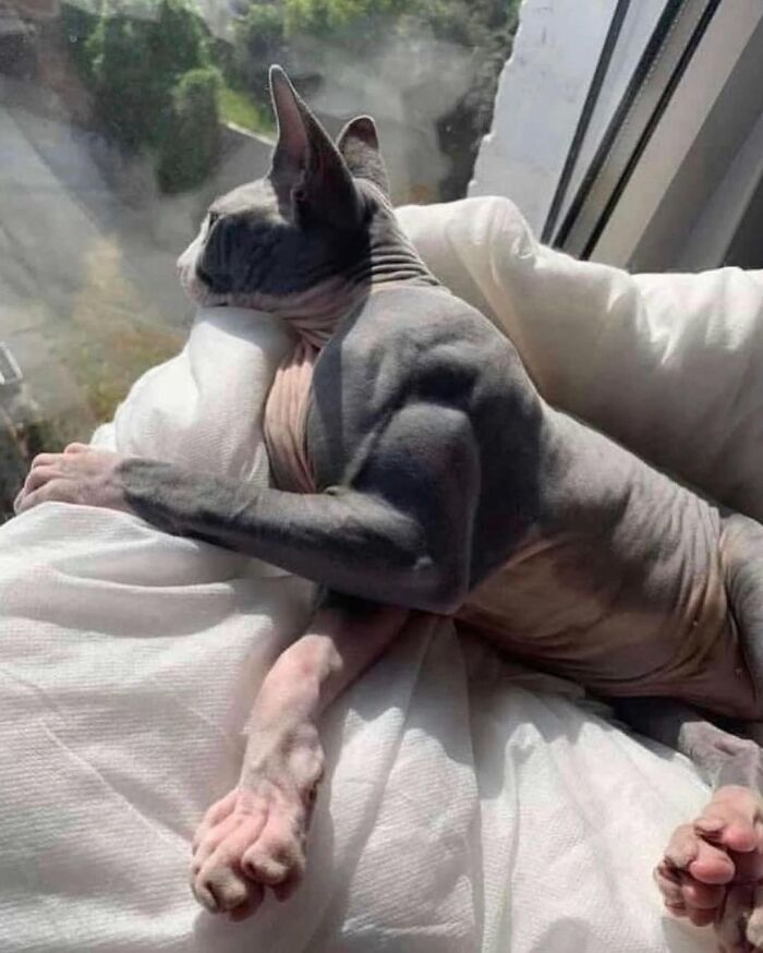 Hairless cat with muscular arms resting on a pillow by a window, one of the weirdly hilarious images to lighten your feed.