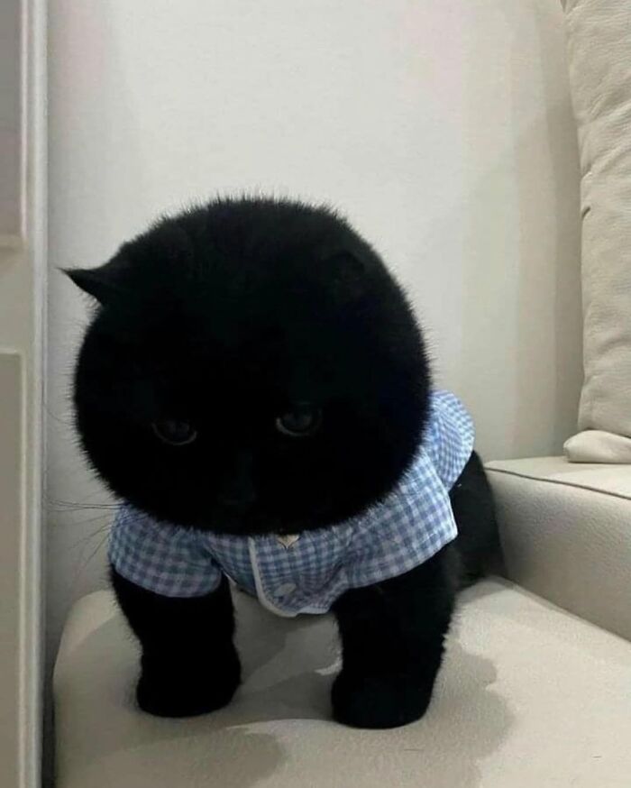 Black cat wearing a small blue shirt looking round and fluffy in a weirdly hilarious image for your feed and mood boost.