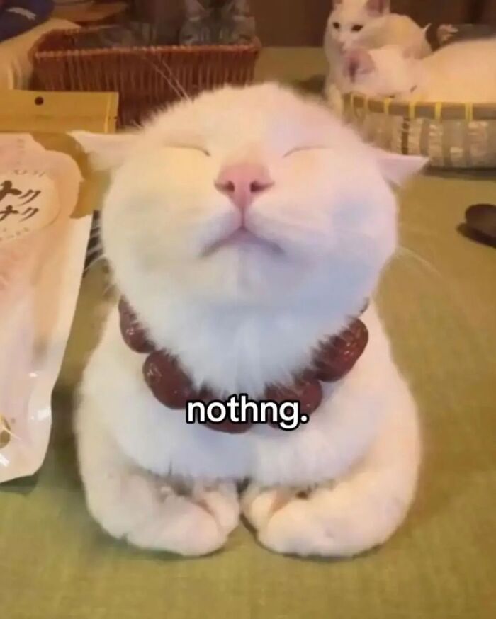 White cat with closed eyes wearing a chunky necklace, exuding a serious swag vibe on a green surface with other cats nearby.