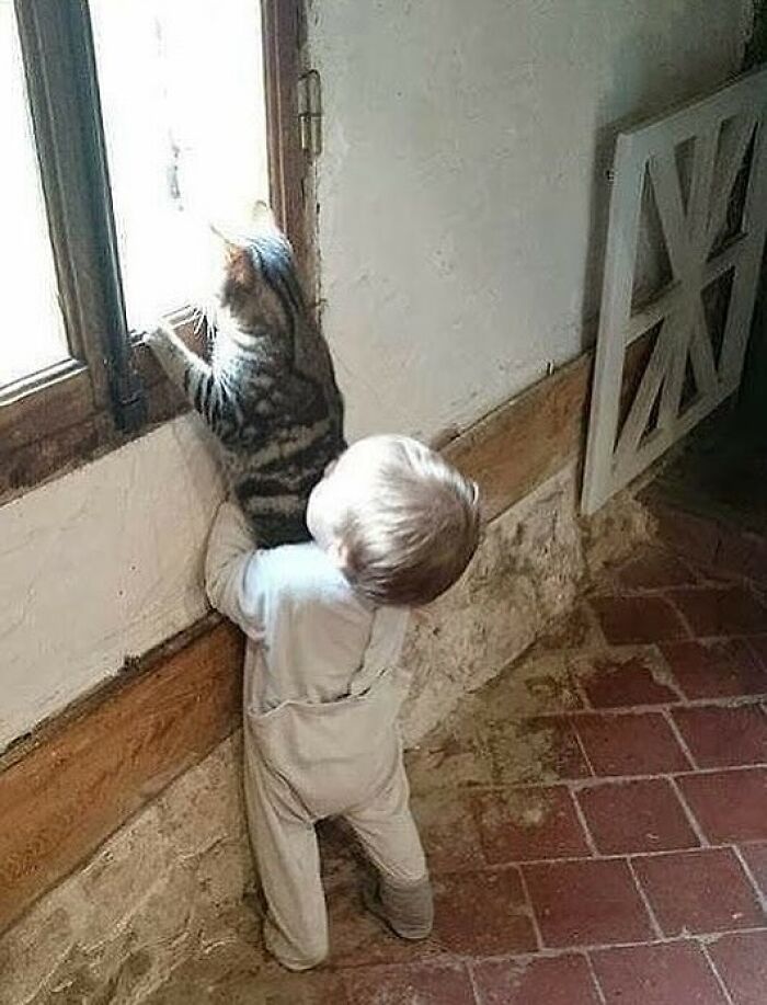 Toddler holding a cat looking out a window, capturing a weirdly hilarious moment to improve your feed and mood.