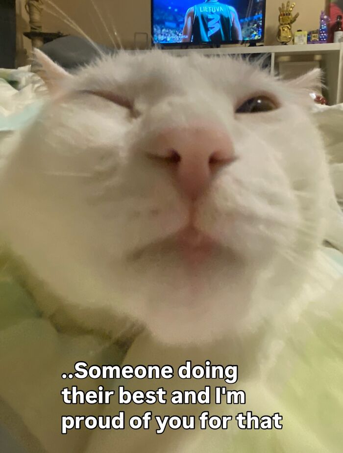 Close-up of a white cat’s face with wide eyes, showcasing the white cat meme for funny and relatable content.