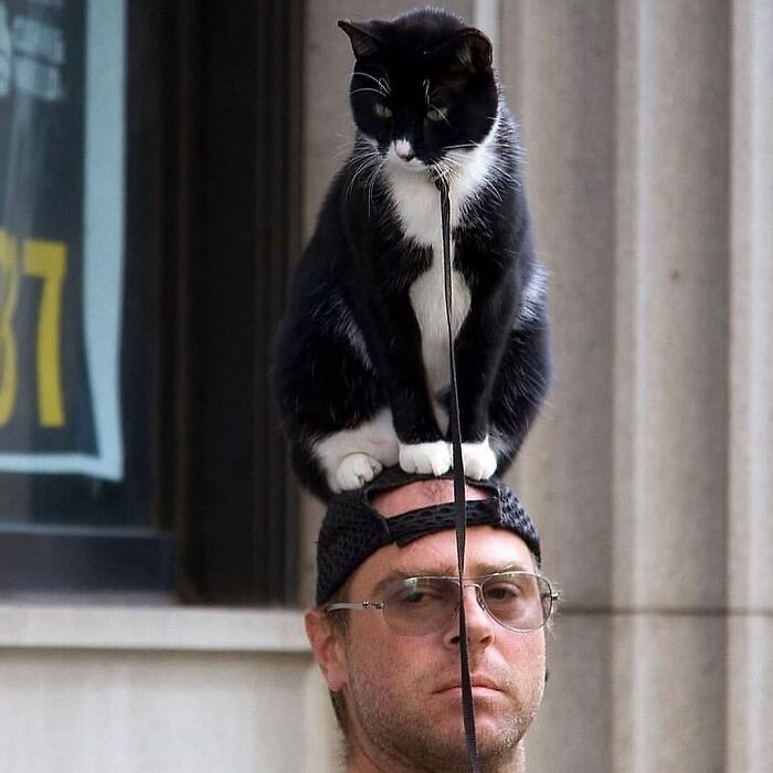 Black and white cat sitting on a man's head, holding a leash in its mouth, creating a weirdly hilarious moment.
