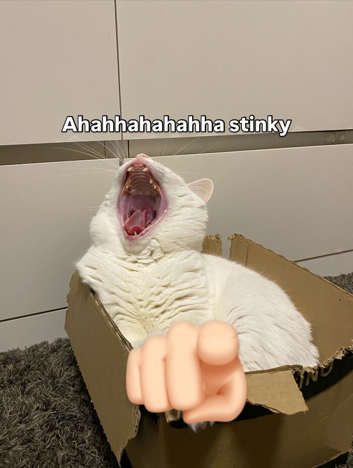 White cat with a strong meme game lounging in a torn cardboard box with caption about sniff test.