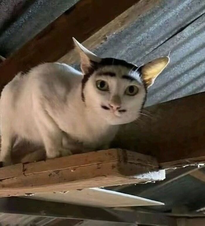 White cat with oddly shaped dark fur patterns on face, creating a weirdly hilarious expression to improve your feed and mood.