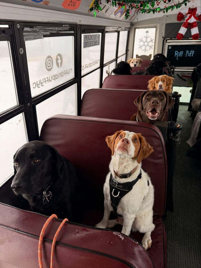 Dogs sitting on seats inside a dog daycare school bus pickup, ready for their daycare adventure ride.