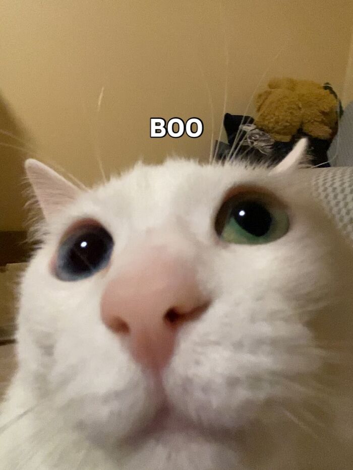 White cat with heterochromia eyes sitting on a cardboard box, showcasing a strong meme game in a humorous setting.