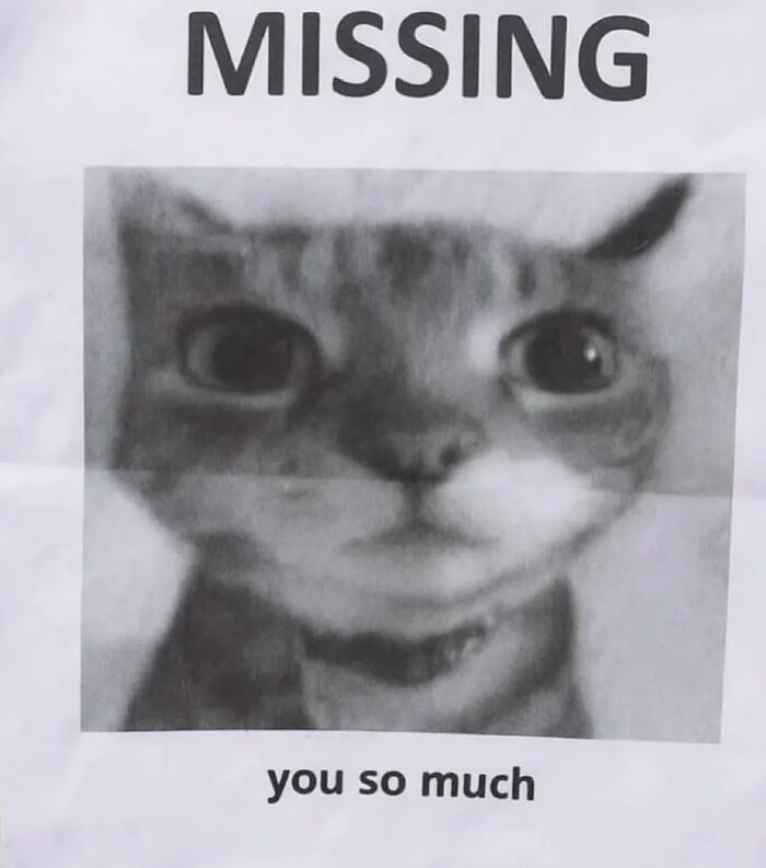 Missing cat meme with a close-up of a wide-eyed cat, humorous text saying you so much, cat memes.