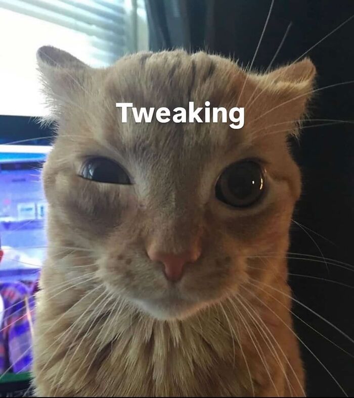 Close-up of a cat making a funny face with one eye squinted, featuring a caption about cat memes from Cutecats.exe.