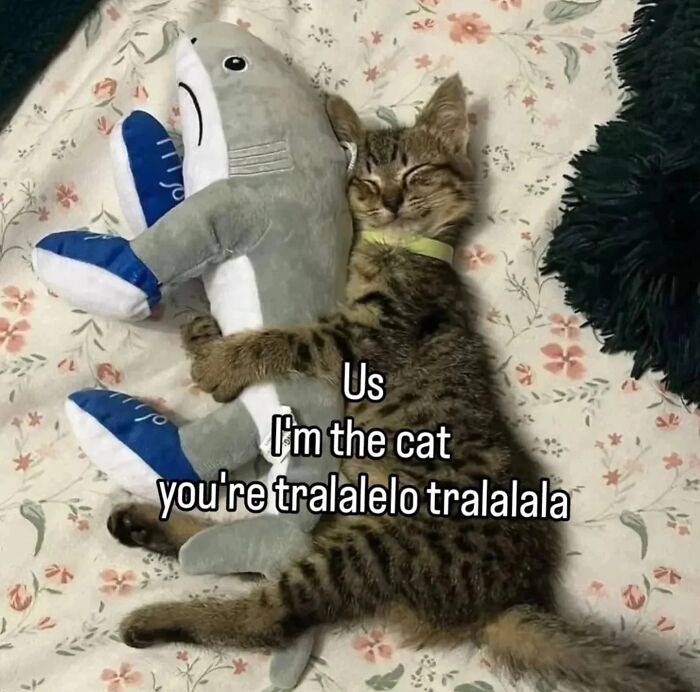 A tabby kitten cuddling a stuffed shark toy, illustrating a cute moment from popular cat memes.