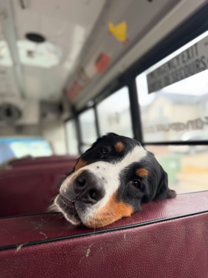 Dog resting head on seat inside a school bus at a dog daycare that picks up pups for their adventures.