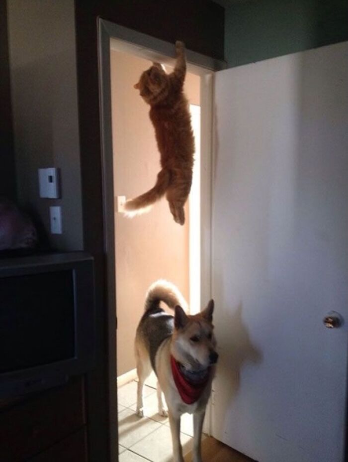 Cat hanging from a door frame above a dog wearing a red bandana, a weirdly hilarious image to improve your feed and mood.