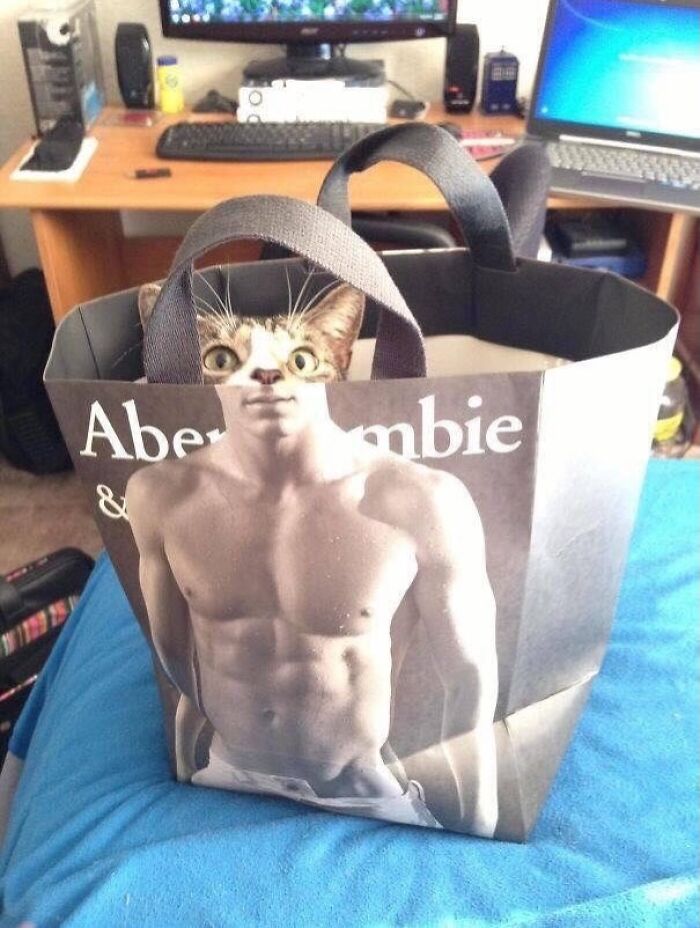 Cat's face aligning with a muscular body on a shopping bag creating a weirdly hilarious image to improve your feed.