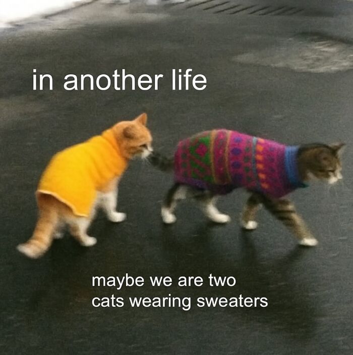 Two cats wearing colorful sweaters walking on pavement, humorous cat meme with text about another life and sweaters.