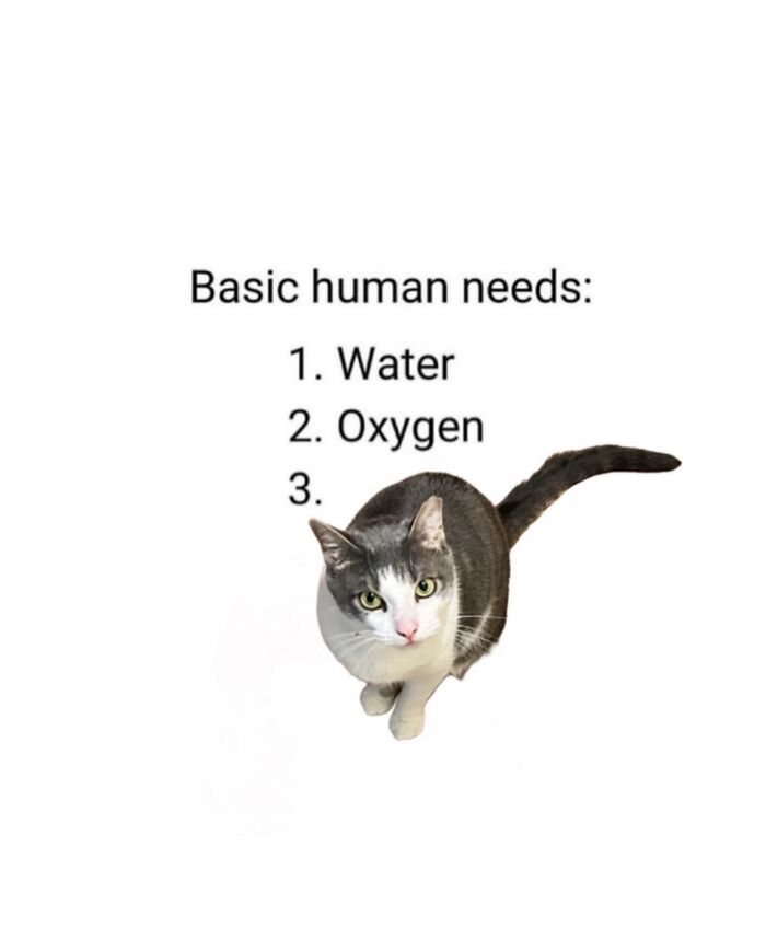 Cat meme showing a curious cat under text listing basic human needs with a blank third item for cat memes.