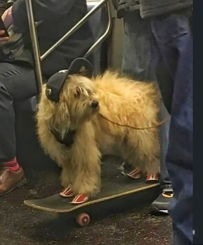 Fluffy dog wearing a cap and sneakers standing on a skateboard, a weirdly hilarious image to brighten your feed.