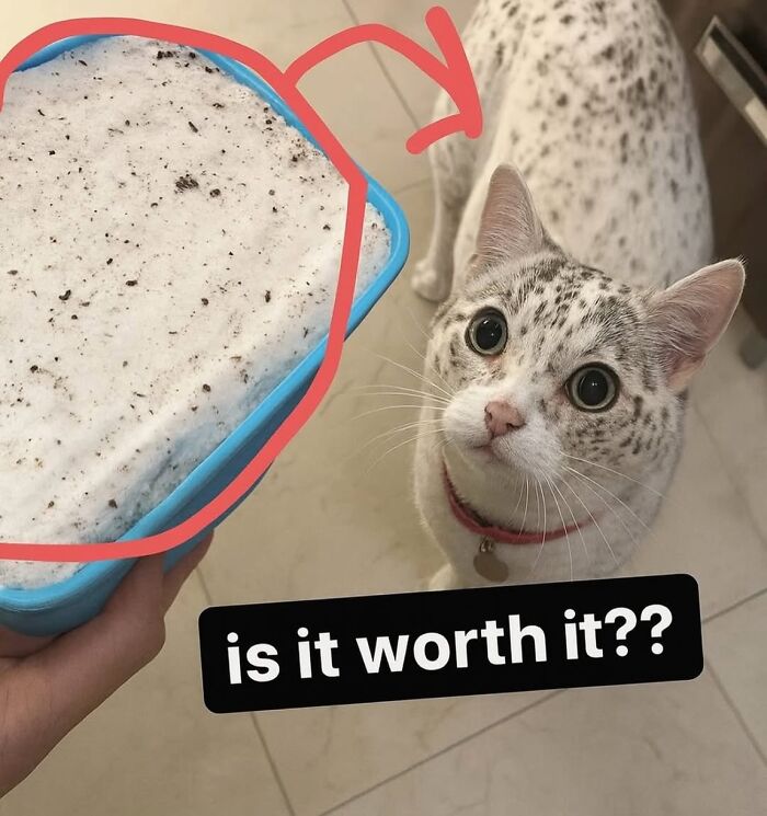 Curious spotted cat looking up at a container with dust or litter, highlighting cat memes humor and pet care.