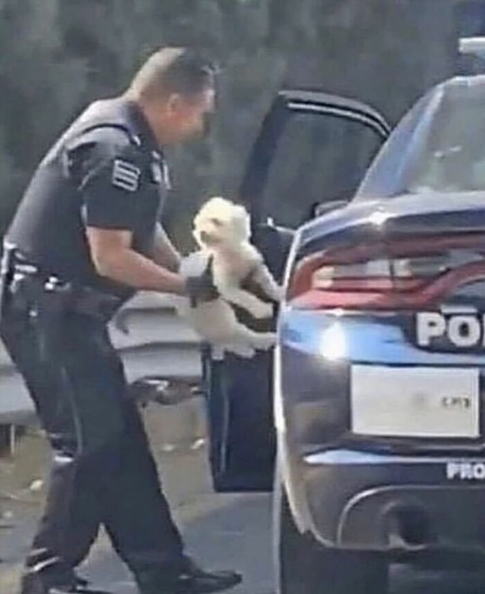 Police officer holding a small white dog near a police car, a weirdly hilarious image to improve your feed and mood.