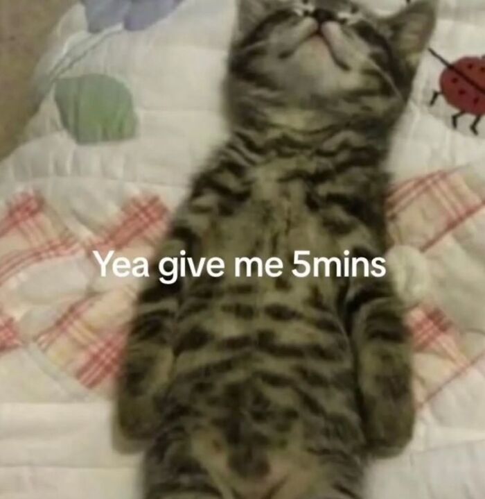 Tabby kitten lying on a quilt with the text giving me 5 mins, a funny cat meme from Cutecats.exe collection.
