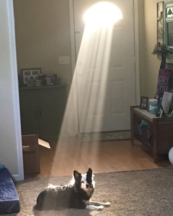 Dog lying in a sunbeam shining through a door, captured as one of the weirdly hilarious images to brighten your mood.