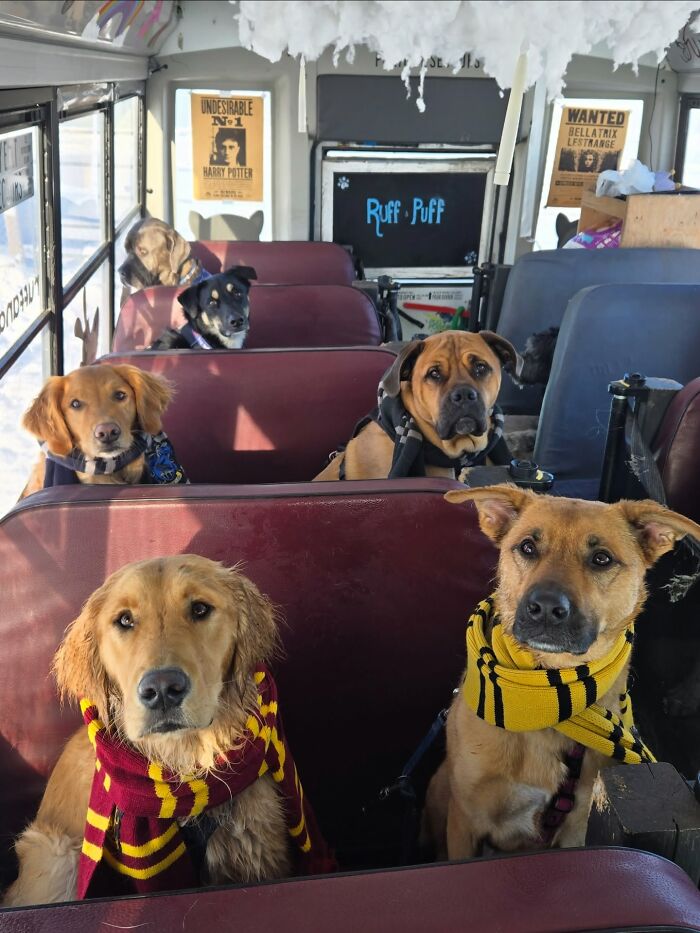 Dogs sitting on a real school bus inside a dog daycare, ready for their fun adventures and playtime together.