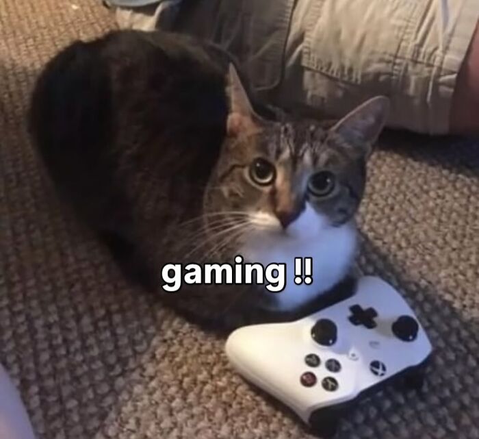 Tabby cat lying on carpet next to a white gaming controller with text gaming in a humorous cat meme.