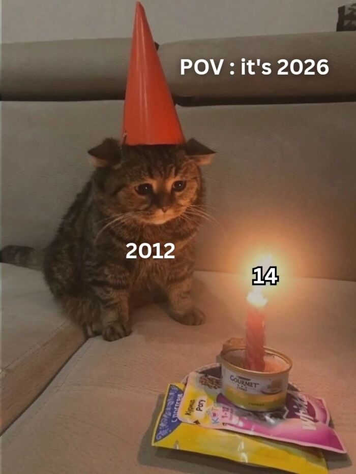 A cat wearing a party hat sitting on a couch next to a lit candle on cat food, a funny cat meme from cutecats.exe.
