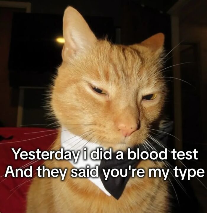 Close-up of an orange cat meme wearing a black bow tie with a funny caption about a blood test and being someone's type.