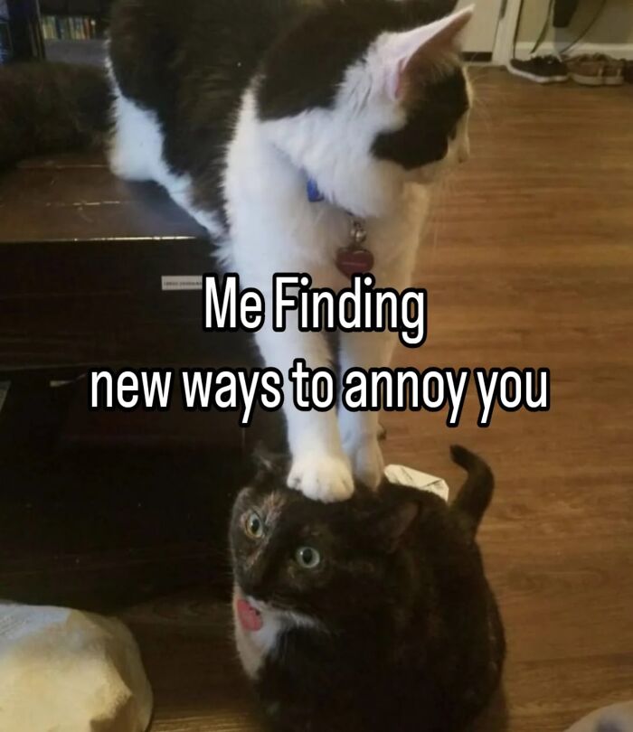 Black and white cat pawing a tortoiseshell cat with meme text about finding new ways to annoy, from cat memes.