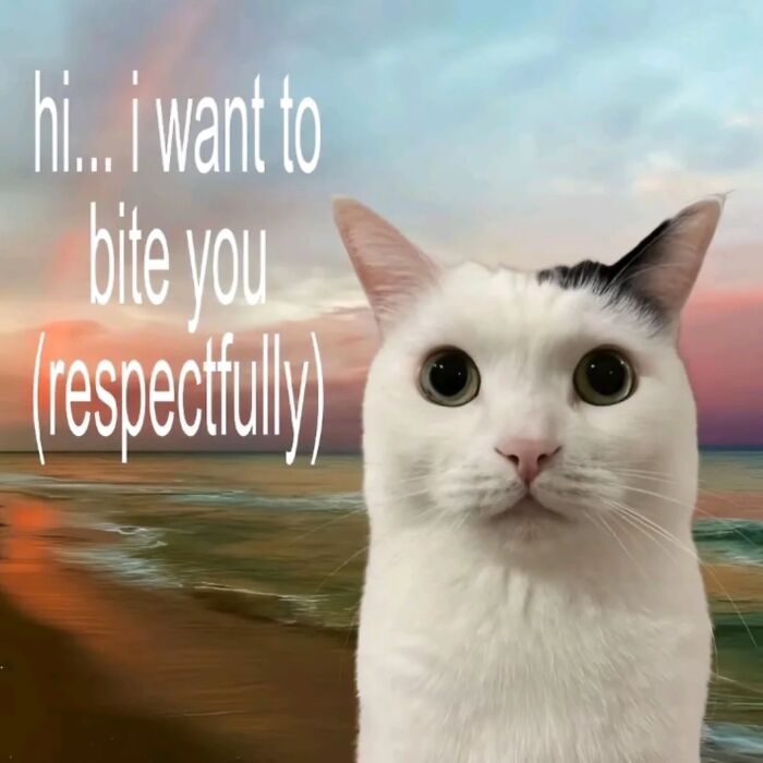 White cat with wide eyes by the beach at sunset, featuring humorous text in a popular cat memes style.